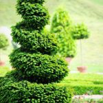 Jarný rez tvarovaných drevín