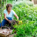 Rôzne spôsoby, ako pestovať zemiaky v záhrade