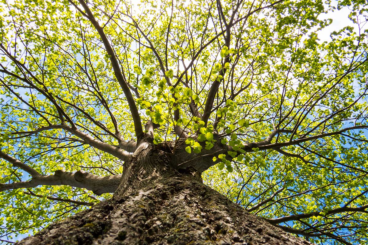 Strom ako rastlinný superman a obor