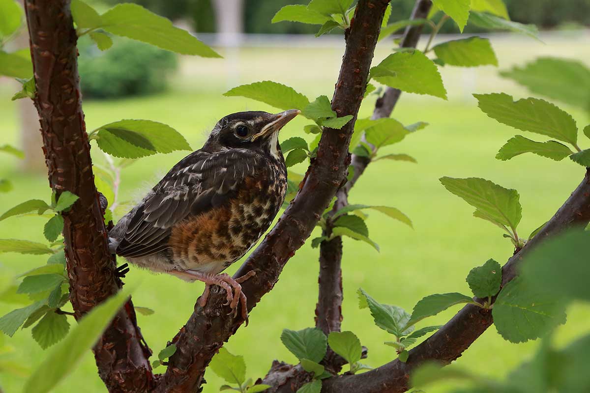 Strom ako útočisko pre zvieratá