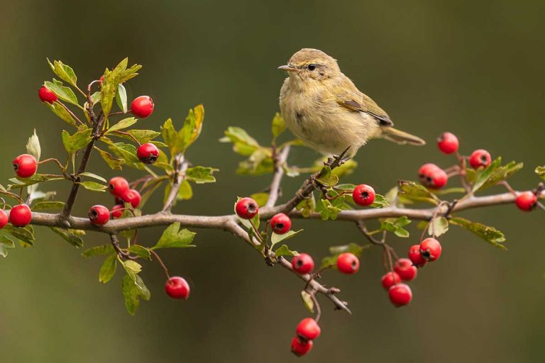 „Stromoví“ pomocníci: 8 tipov, ako spolunažívať s drevinami v záhrade