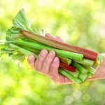 Základy pestovania rebarbory v záhrade