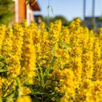 Ako pestovať čerkáč v záhrade