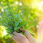 Ako pestovať kuchynské bylinky