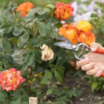 Rezanie odkvitnutých kvetov ruží