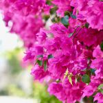 Exotická popínavá rastlina bugénvilea