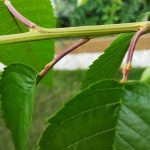 Napodobeniny vajíčok na stopkách čerešne