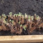 Frigo sadenice jahôd