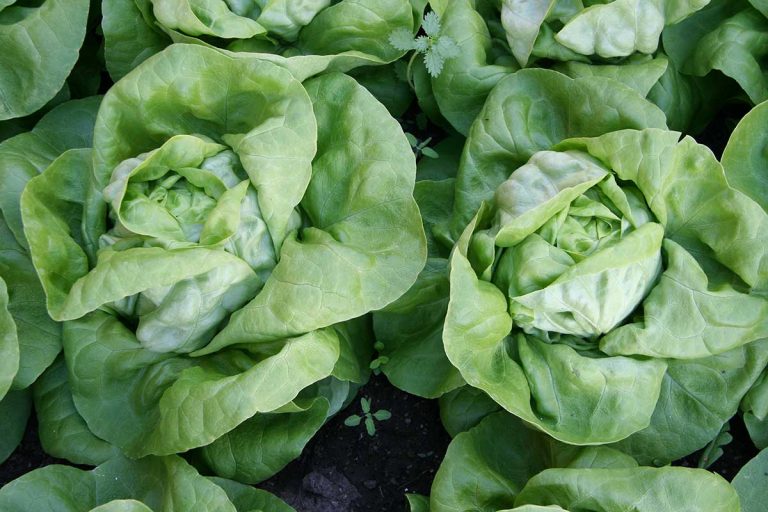 Pestujeme šaláty v lete: Ktoré odrody zvládnu horúce dni?