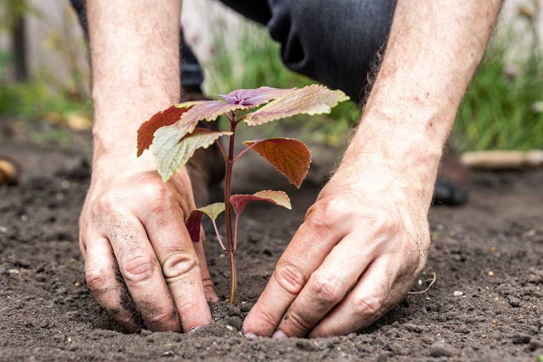 Využite jún v záhrade naplno! Doplňte si záhony a nezabudnite na tieto dôležité práce