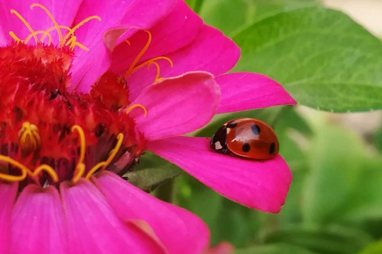 Bodkovaní spolubojovníci v akcii: Ako prilákať lienky a využiť ich apetít proti škodcom?