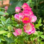 Miniruža Rosa Cutie Pie