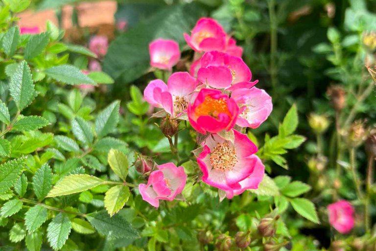 Hit medzi pestovateľmi ruží! Táto miniružička nepichá a zmestí sa kdekoľvek