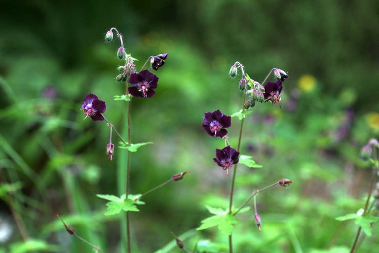 Ako a kedy rezať pakost? Ak to urobíme správne, dočkáme sa ďalšieho kvitnutia