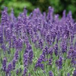 Ako rozmnožiť levanduľu z odrezkov