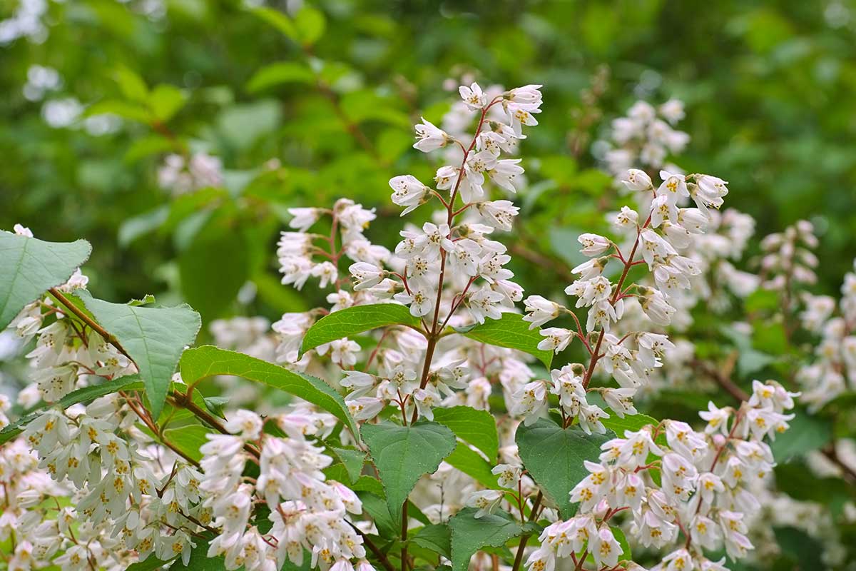 Trojpuk (Deutzia)