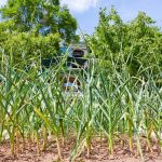 Ekologická ochrana póru a cibule pred mínerkou