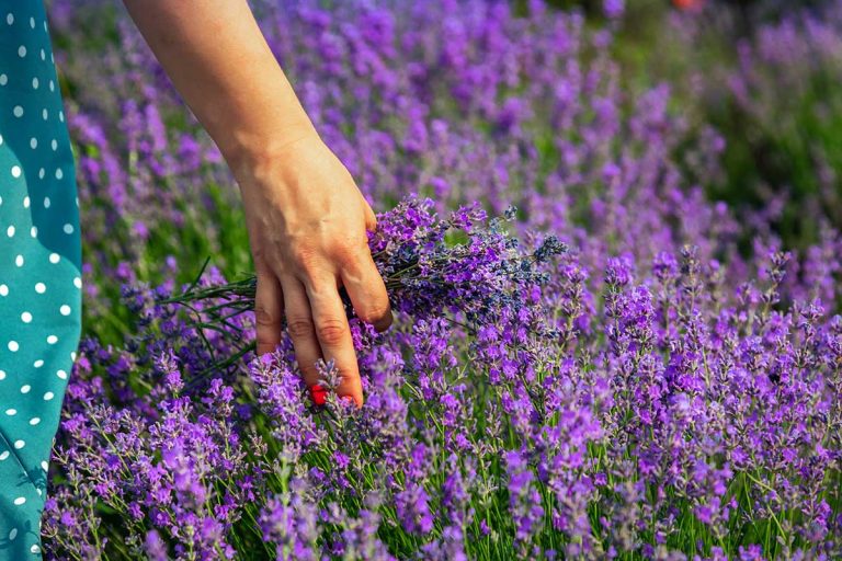 Ako pestovať levanduľu? A v čom je taká unikátna? O jej výsadbe, strihaní a zbere sme sa rozprávali s odborníčkou