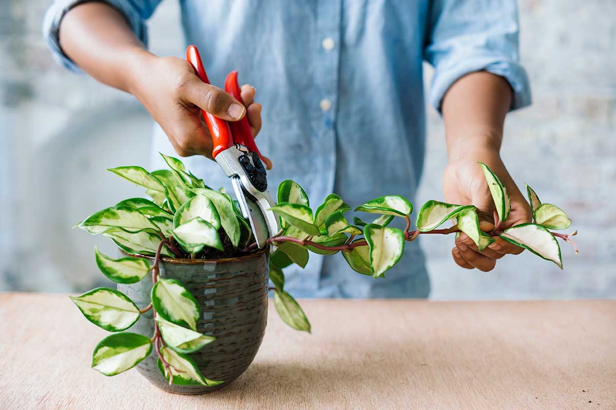 Odrezanie výhonku voskovky na rozmnoženie