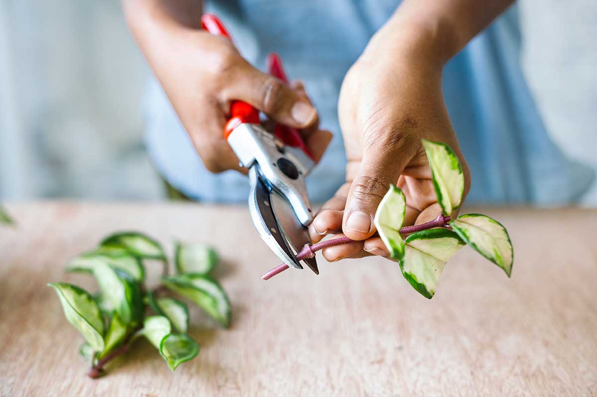 Skrátenie výhonku voskovky 