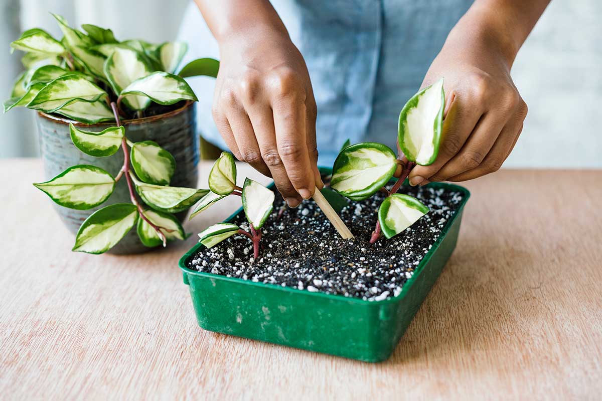 Vloženie odrezku voskovky do kvetináča