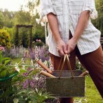 Júlové práce v záhrade