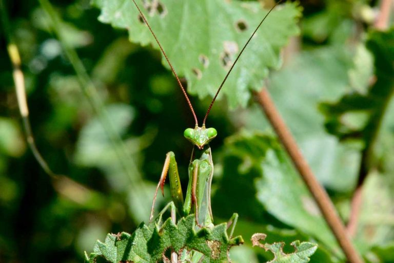Objavili ste modlivku? Prečítajte si o jej živote a kde môžete jej výskyt nahlásiť