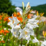 Biela ľalia v záhrade