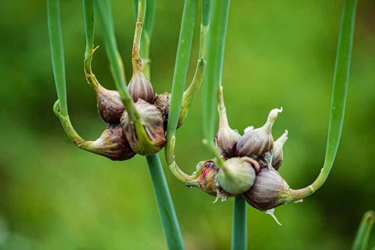 Ako pestovať a využiť poschodovú cibuľu? Dajte na rady skúsenej záhradkárky