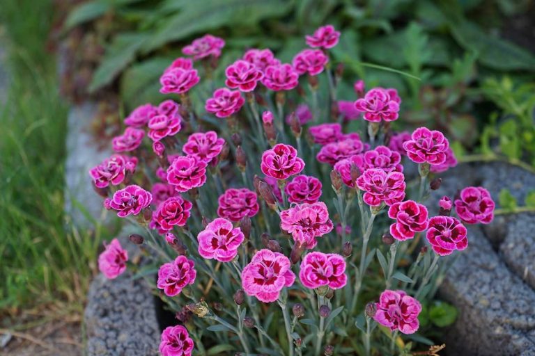 Fotopostup: Ako si rozmnožiť klinčeky? Odrezkami a delením to ide ľahko