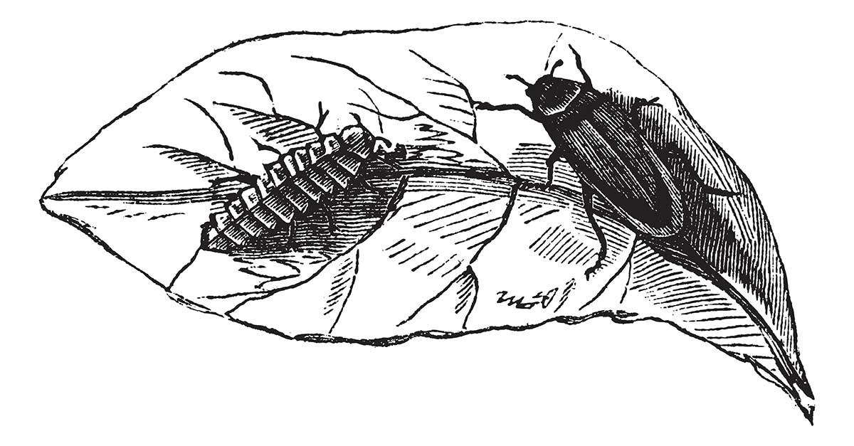 Ilustrácia samice a samca svietivky