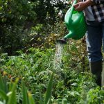 Starostlivosť o rajčiny