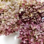 Vysušené kvety hortenzií