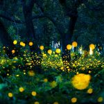 Svätojánske mušky v letný večer