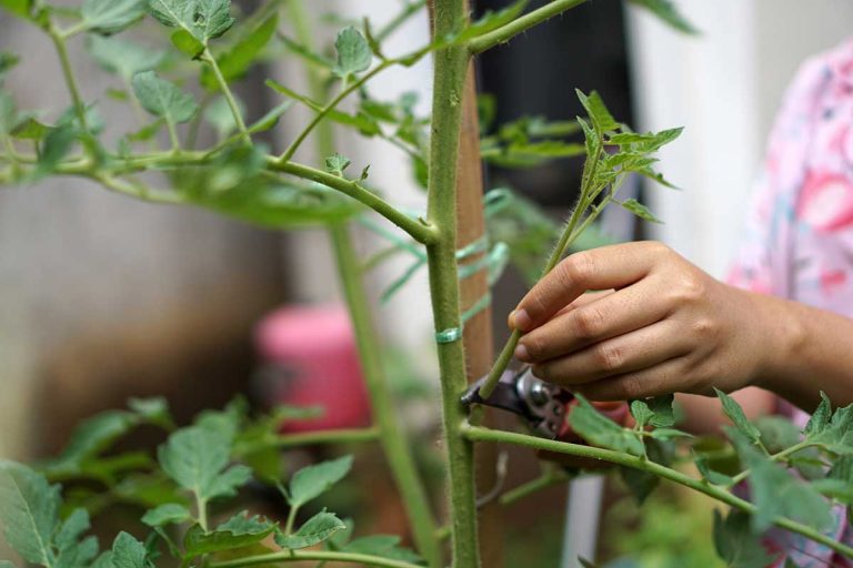 Doprajte zelenine počas leta vzduch! Takto predídete aj hubovým chorobám
