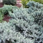 Ako a kedy množiť borievku