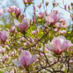 Ako a kedy rezať magnóliu