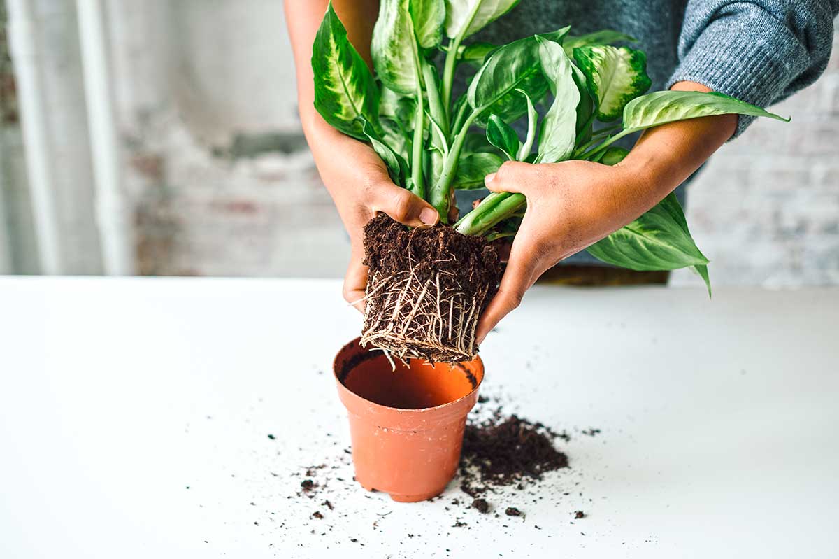 Kontrola koreňov trsu