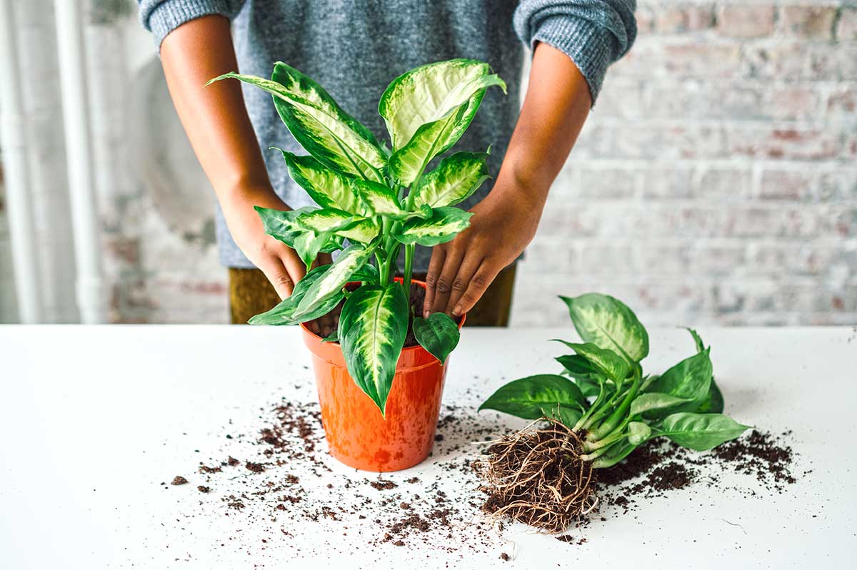 Vloženie trsu do kvetináča a zasypanie substrátom