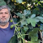 Ing. Andrej Danek, pestovateľ jedlých figovníkov