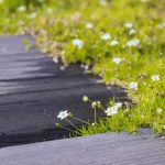 Kobercové rastliny do záhrady