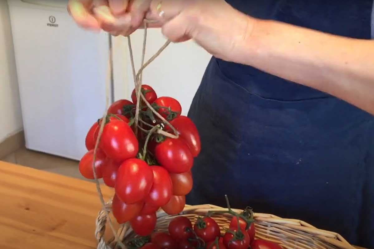 Upevňovanie paradajok na špagáte pomocou uzlov