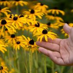 Najkrajšie kvitnúce rastliny neskorého leta