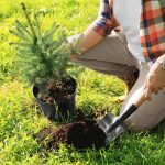 Sadenie vždyzelených drevín a ihličnanov na konci leta