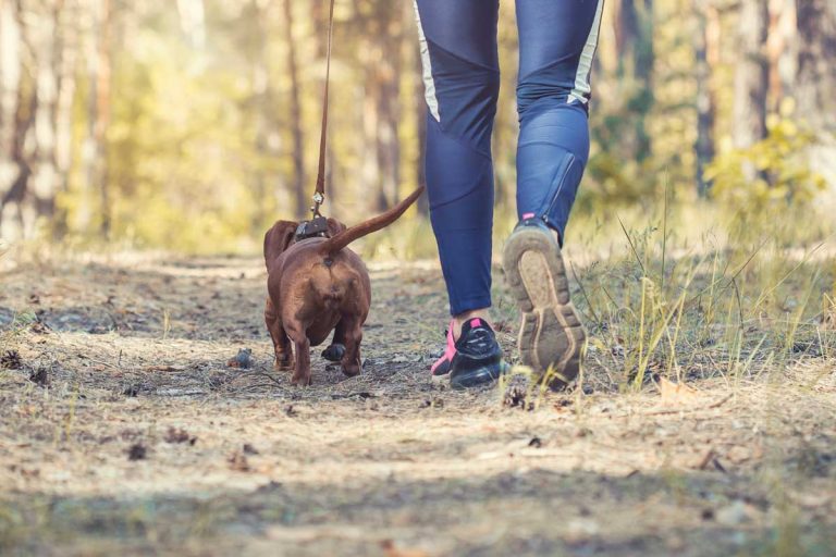 Pozor na suvenír, ktorý si môžete priniesť z lesa. Lietajúci kliešť neohrozuje len zvieratá
