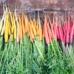 Biela, žltá, oranžová, červená a fialová mrkva