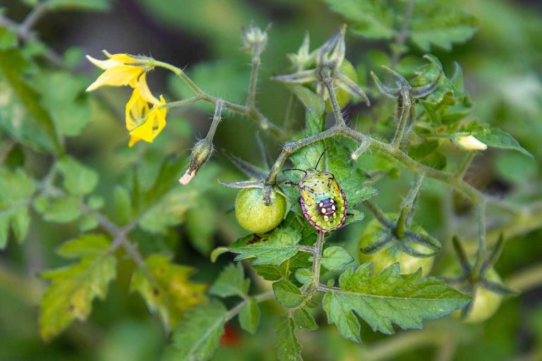 Šíri sa nebezpečná bzdocha. Spozorovali ste ju už aj u vás?