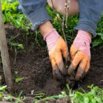 Kedy sadiť ovocné stromy