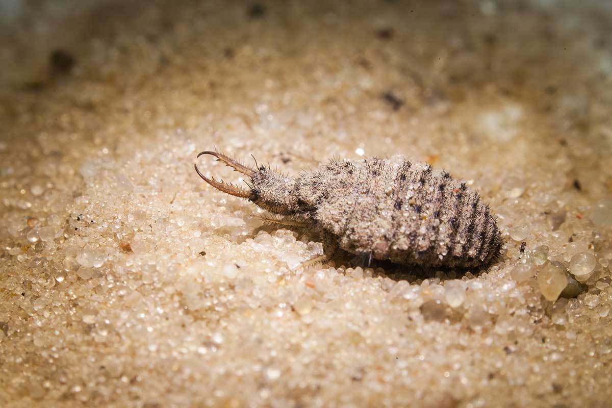 Larva mravcoleva