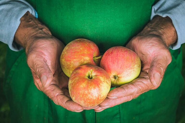 Výstava starých odrôd z Malých Karpát na Jablkovom hodovaní v Modre